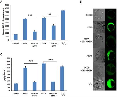 Methyl Jasmonate Regulates Podophyllotoxin Accumulation in <mark class="highlighted">Podophyllum</mark> hexandrum by Altering the ROS-Responsive Podophyllotoxin Pathway Gene Expression Additionally through the Down Regulation of Few Interfering miRNAs